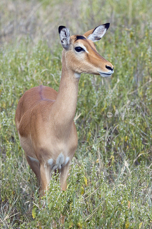 黑斑羚(Aepyceros melampus)是一种中型非洲羚羊。纳库鲁湖国家公园，肯尼亚。女性。